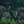 Load image into Gallery viewer, EMU EVO Crossbar Electric Bike 250W - Pedal &amp; Chain
