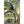 Load image into Gallery viewer, ARCC Rosemont Electric Bike 250W Comfort Step Through eBike - Pedal &amp; Chain
