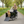 Load image into Gallery viewer, AmcargoBikes Dog cargo bike lifestyle image with ramp down
