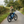 Load image into Gallery viewer, Hikobike Rangler Touring electric bike square lifestyle image - rear three-quarter angle
