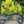 Load image into Gallery viewer, E-go Max+ (PLUS) Electric Folding Bike Bundle 250W E-Go
